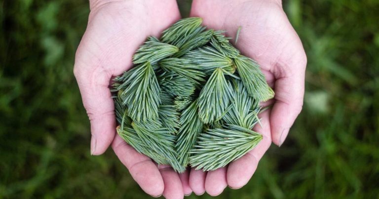 Ant-proof automatic cat feeder with ant moat barrier - complete guide 2026