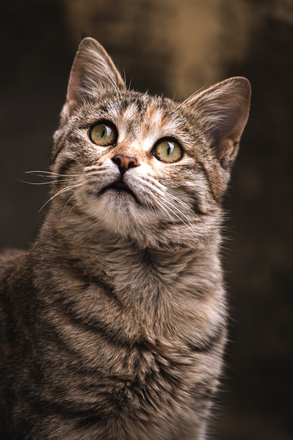 WOPET 6L camera cat feeder with 1080P video and two-way audio monitoring
