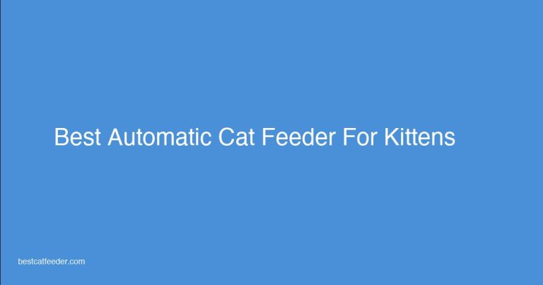 Kitten eating from automatic cat feeder - best kitten feeder guide