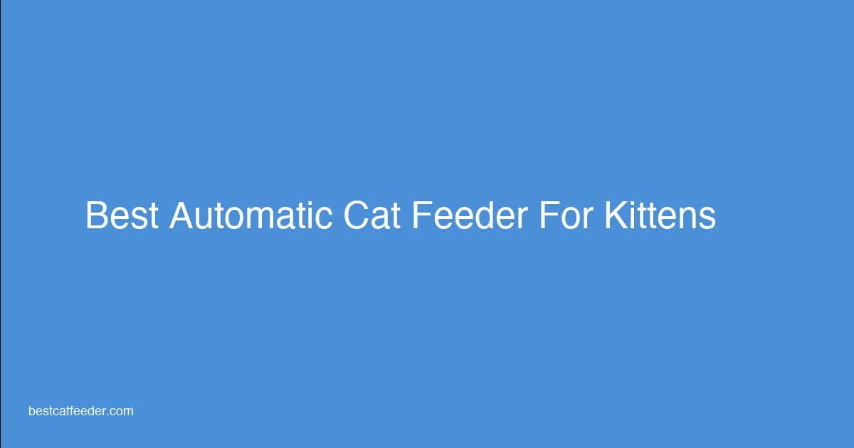 Kitten eating from automatic cat feeder - best kitten feeder guide