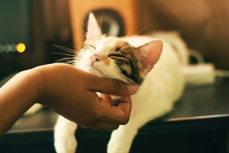 Cat with automatic feeder for summer vacation - travel-ready feeding solutions for worry-free trips with reliable automatic cat feeders with large capacity and battery backup