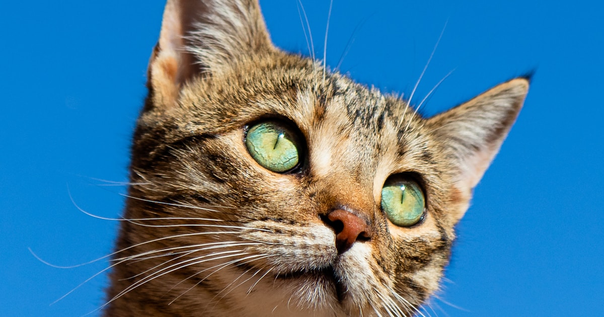 Best automatic cat feeder for overweight cats - portion control and weight management guide