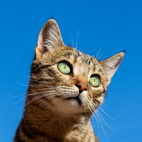 PetSafe Smart Feed Automatic Cat Feeder review comparison