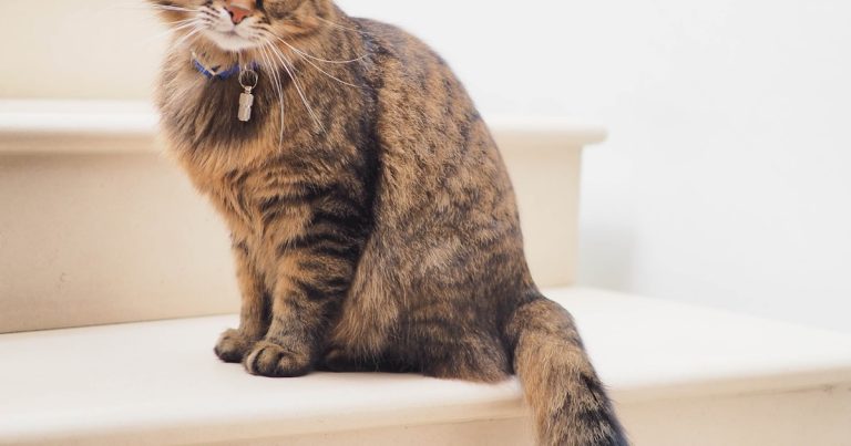 How to train your cat to use an automatic feeder - stress-free transition guide for 2026