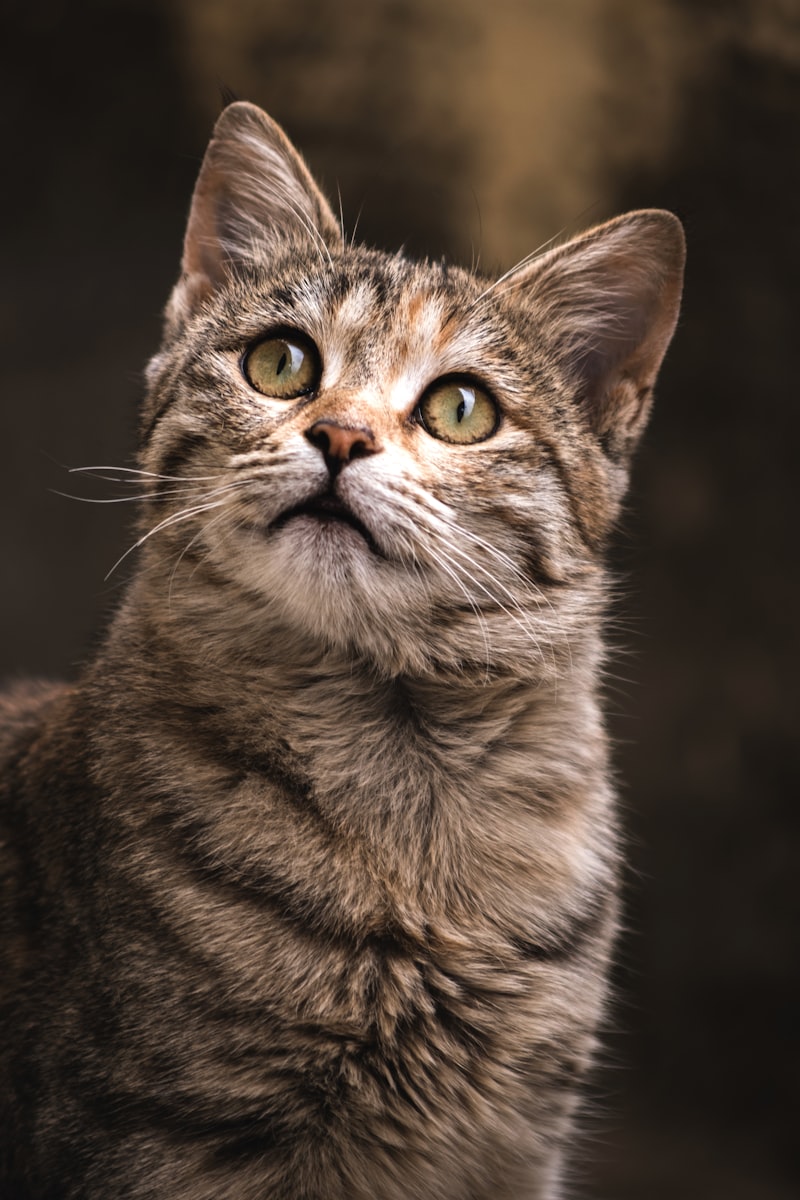 PetSafe Smart Feed vs Catit Pixi automatic cat feeder comparison side by side